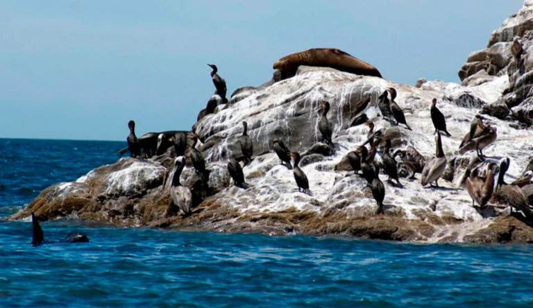 aves-en-isla-san-jorge
